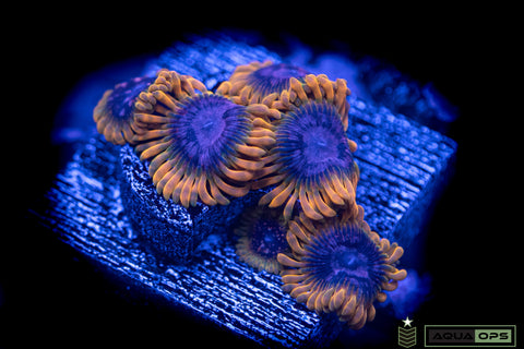 Acid Reflux Zoanthid