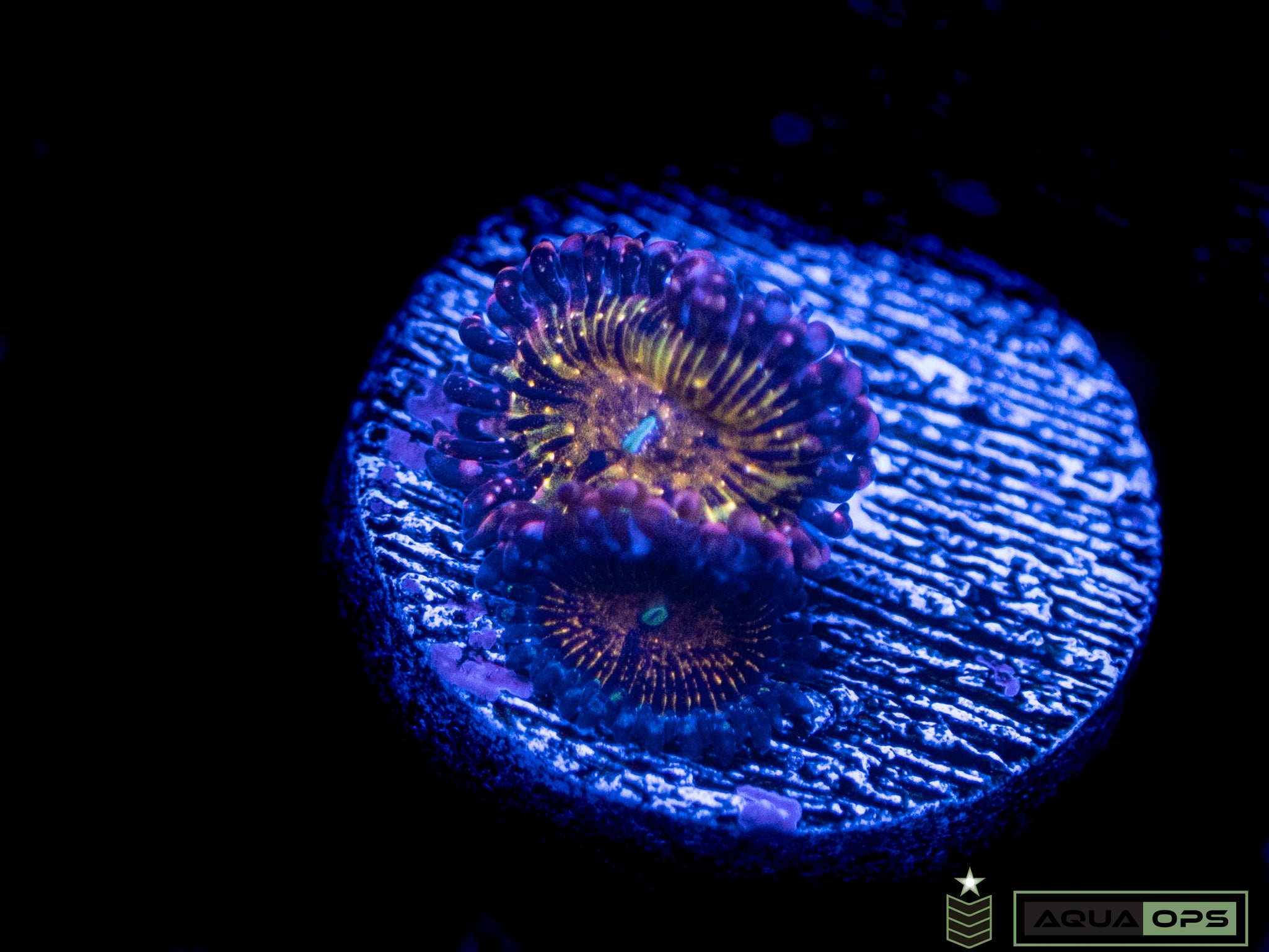 Frankie Acid Trip Zoa