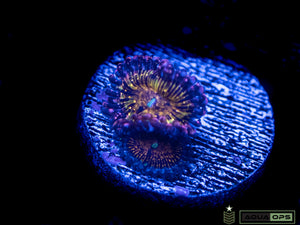 Frankie Acid Trip Zoa