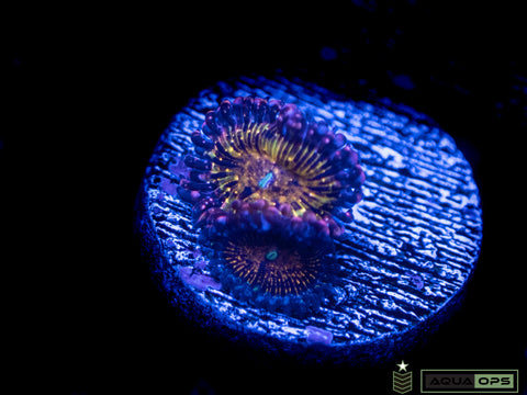 Frankie Acid Trip Zoa