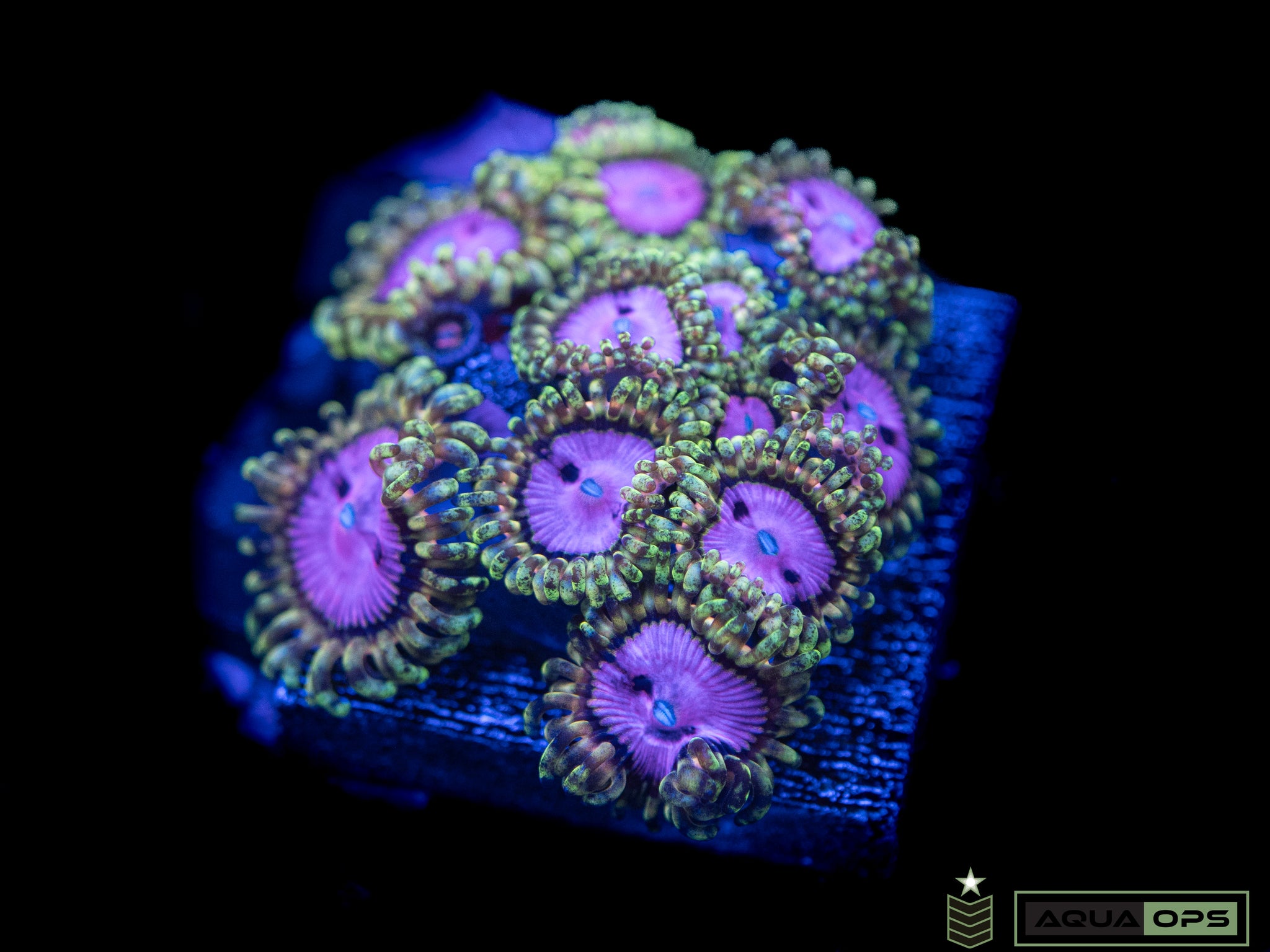 Pink Diamond Zoanthid