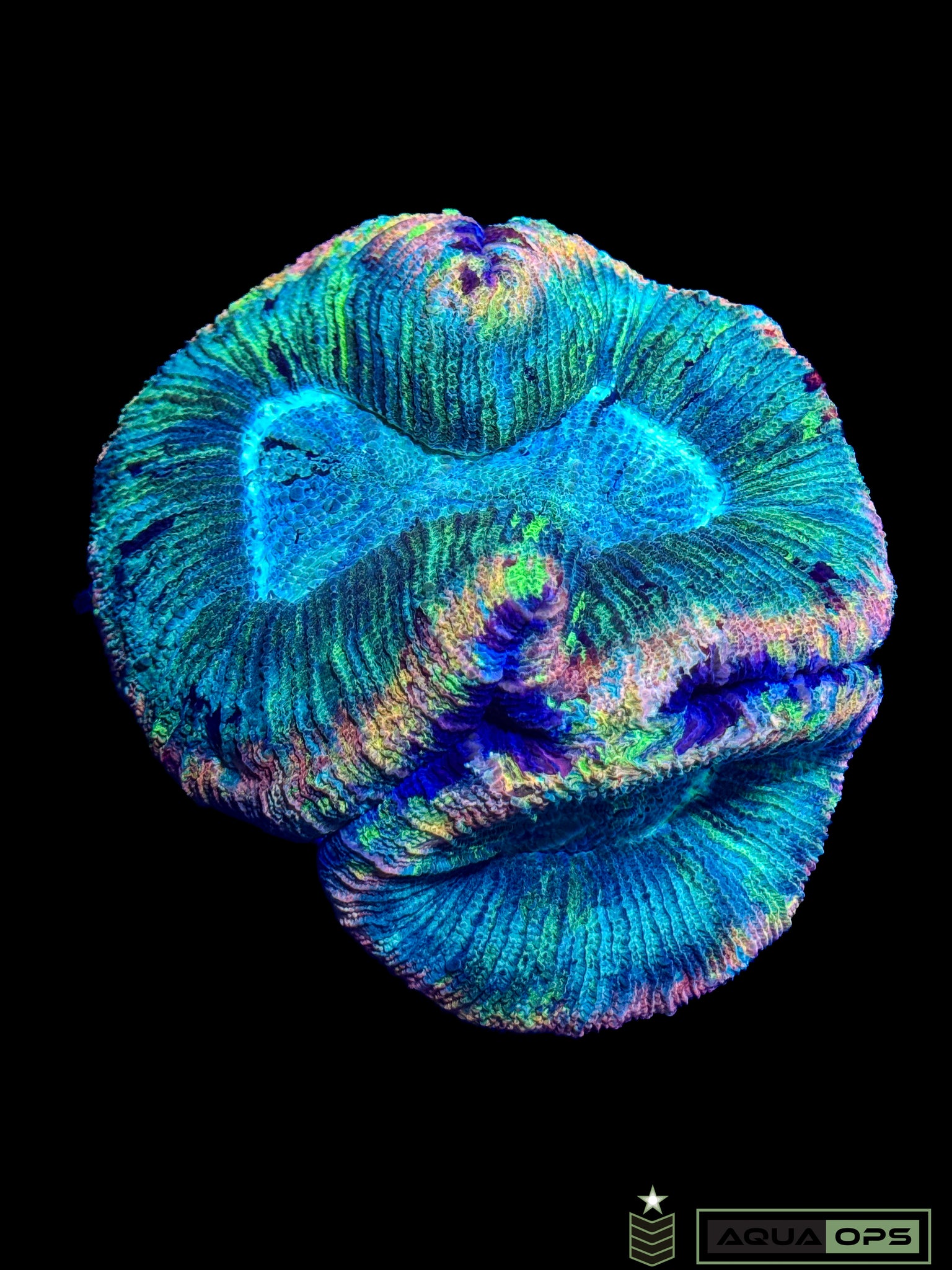 Rainbow Trachyphyllia (WYSIWYG)