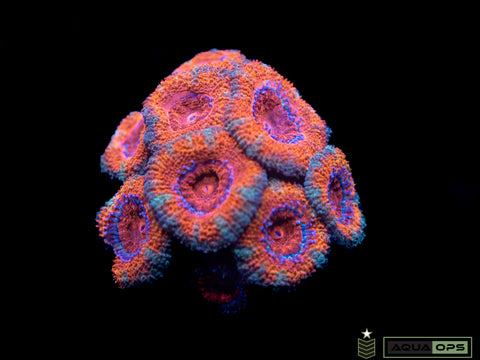 Ultra Acan