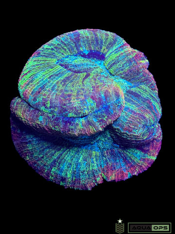 Rainbow Trachyphyllia (WYSIWYG)