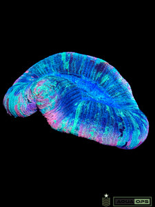 Rainbow Trachyphyllia (WYSIWYG)