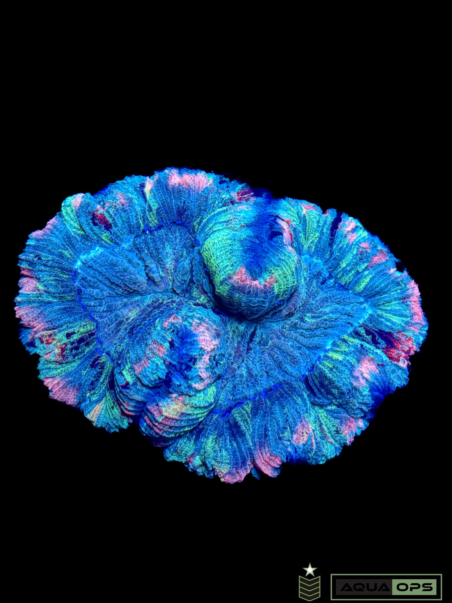 Rainbow Trachyphyllia (WYSIWYG)