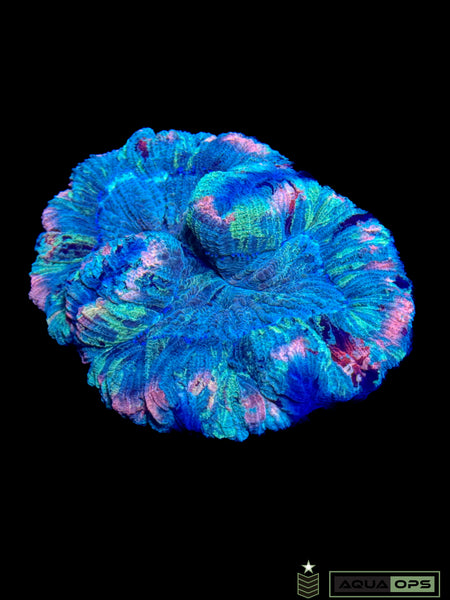 Rainbow Trachyphyllia (WYSIWYG)