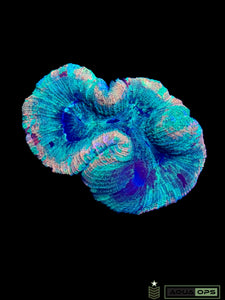 Rainbow Trachyphyllia (WYSIWYG)