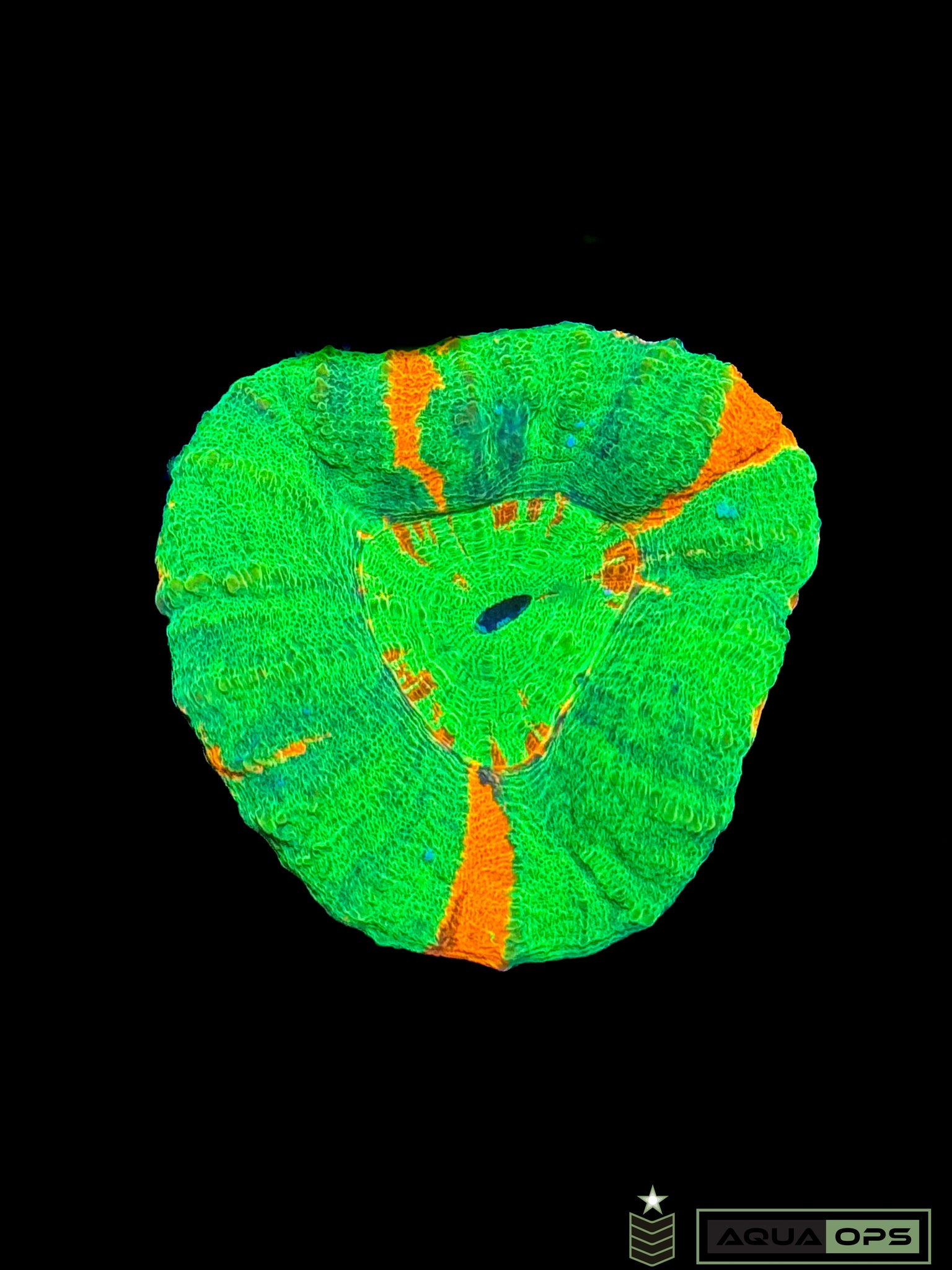 Bleeding Apple Scolymia – Aquatic Operations