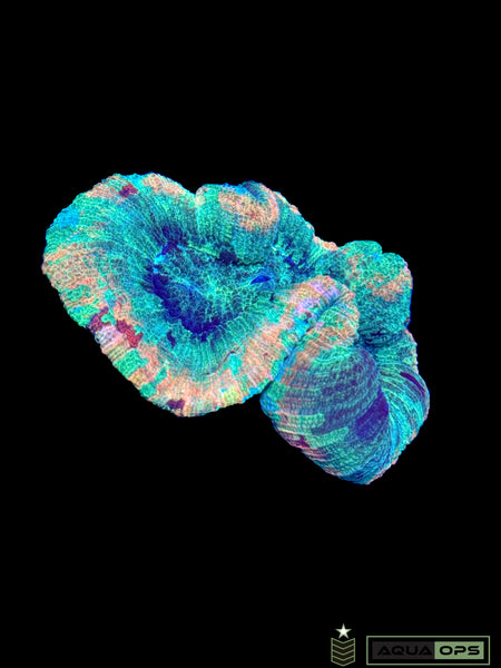 Rainbow Trachyphyllia (WYSIWYG)