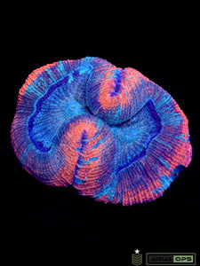 Rainbow Trachyphyllia (WYSIWYG)