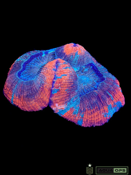 Rainbow Trachyphyllia (WYSIWYG)