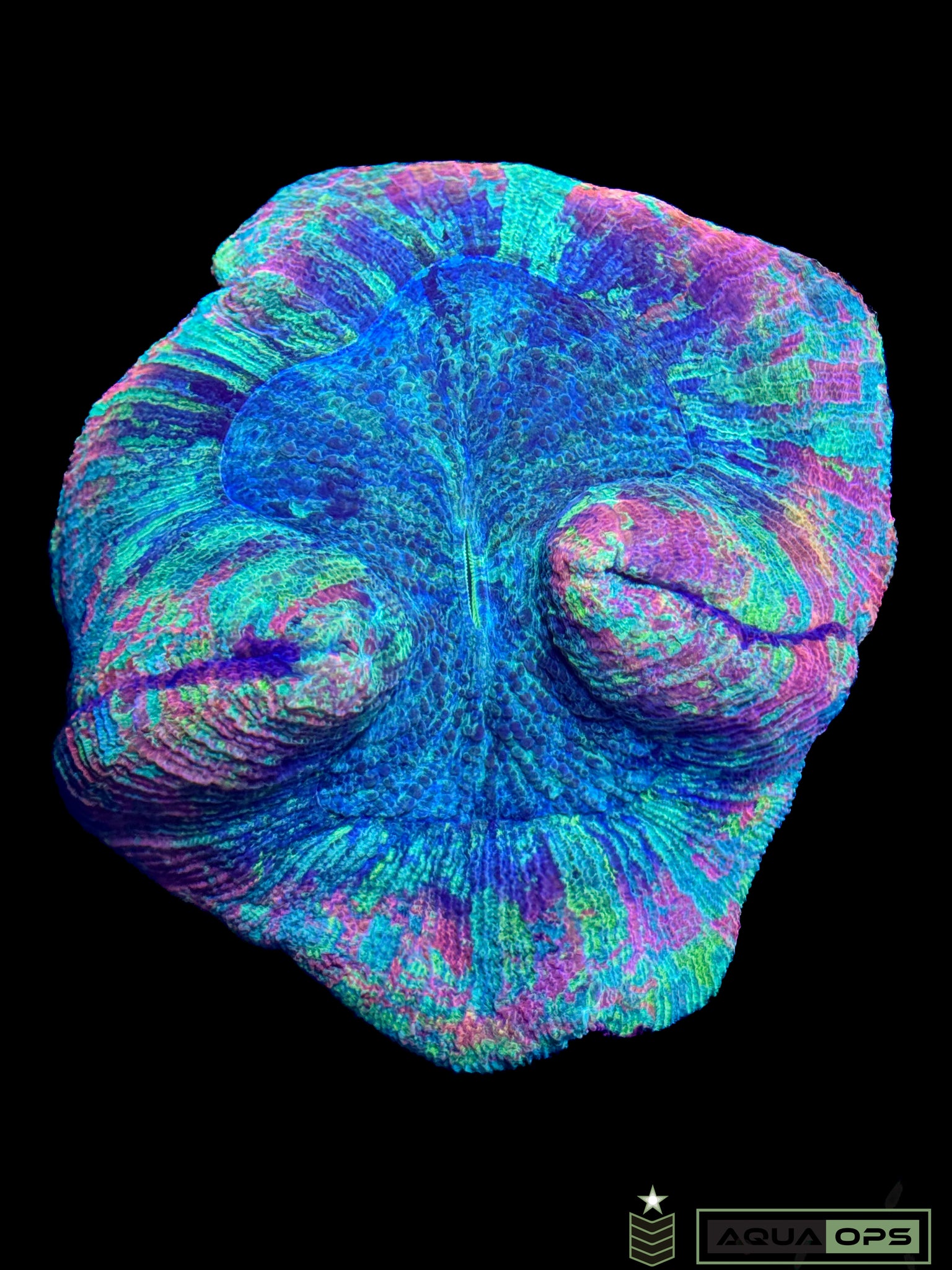 Rainbow Trachyphyllia (WYSIWYG)