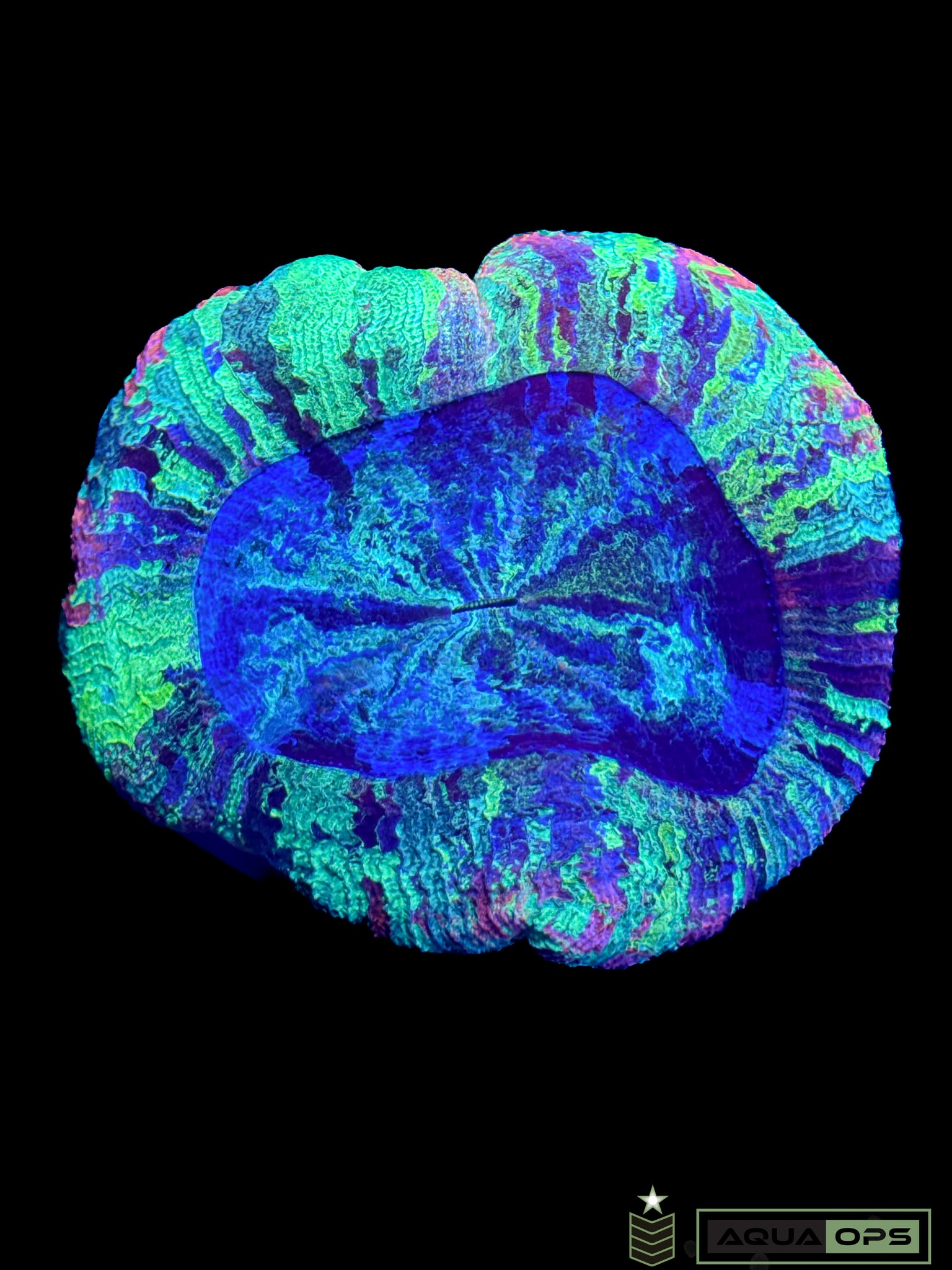 Rainbow Trachyphyllia (WYSIWYG)