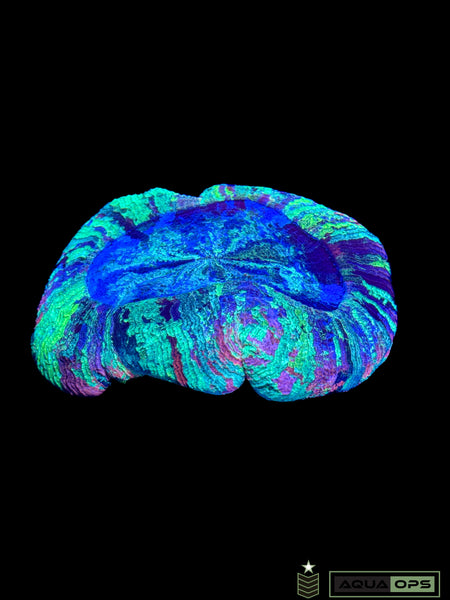 Rainbow Trachyphyllia (WYSIWYG)