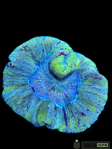 Rainbow Trachyphyllia (WYSIWYG)