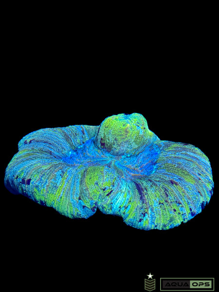 Rainbow Trachyphyllia (WYSIWYG)