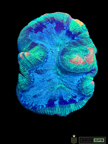 Rainbow Trachyphyllia (WYSIWYG)