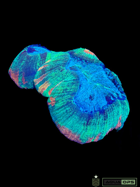 Rainbow Trachyphyllia (WYSIWYG)