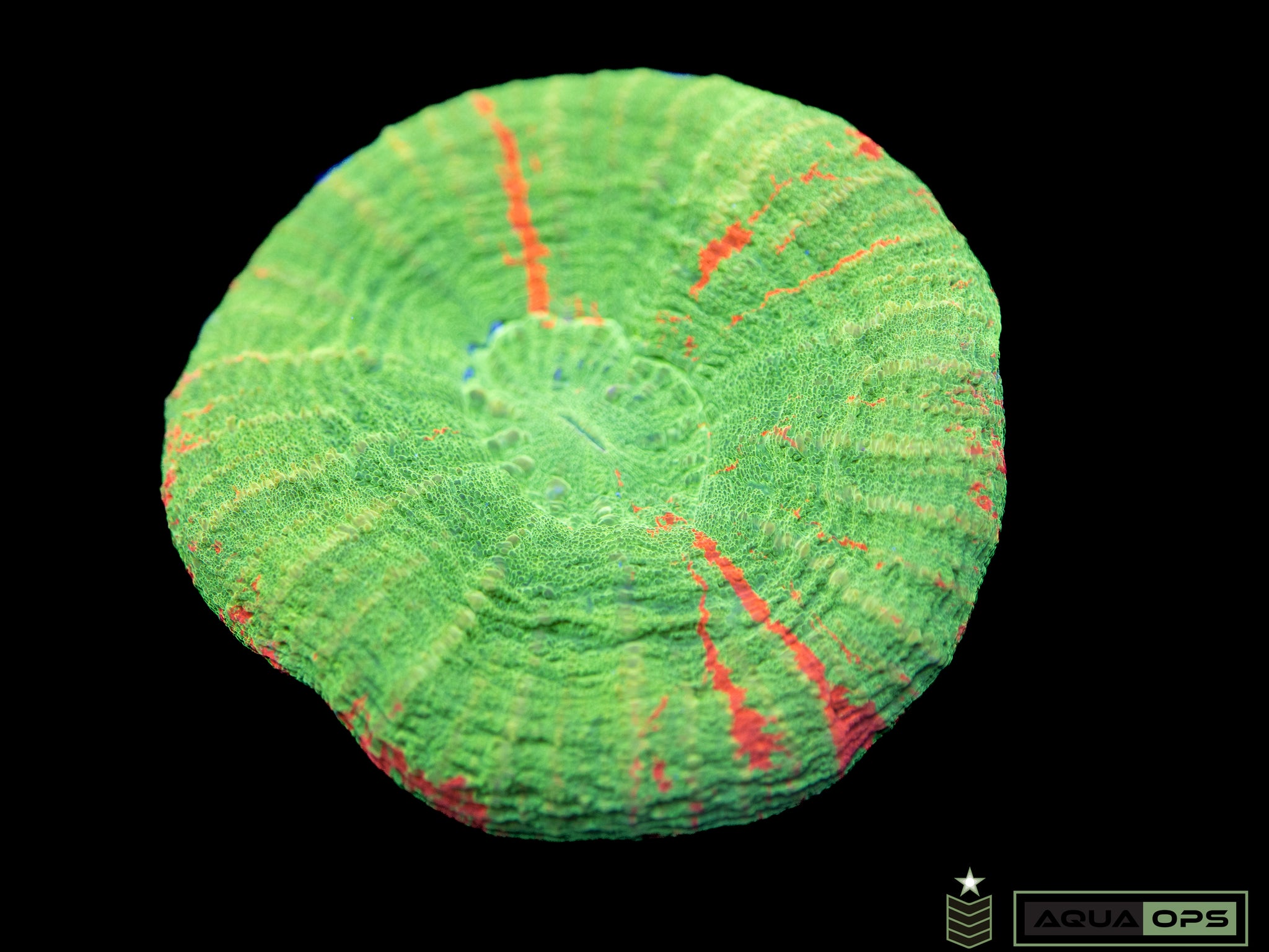 Bleeding Apple Scolymia (WYSIWYG)