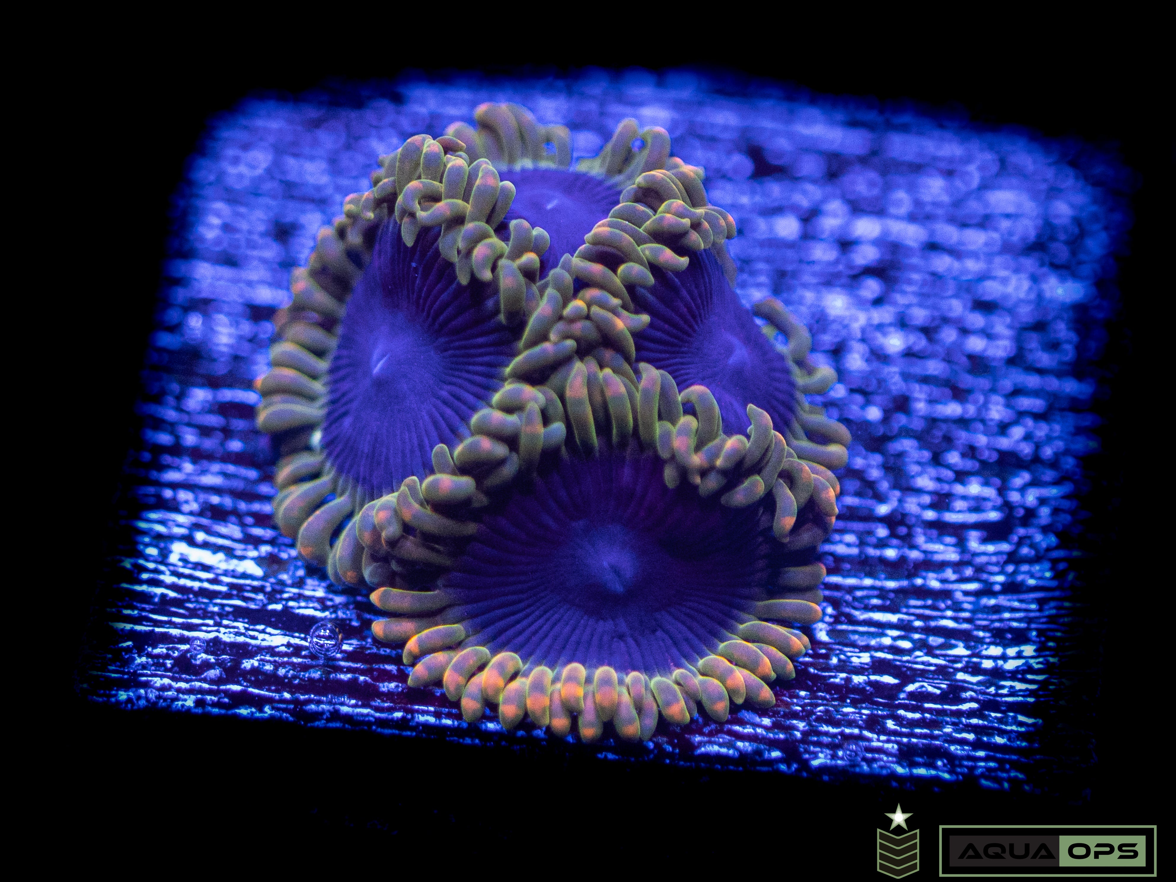 SBB Thermosphere Zoanthid – Aquatic Operations