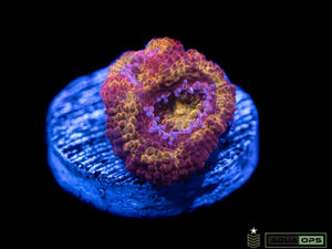 Iron Man Acan (WYSIWYG)