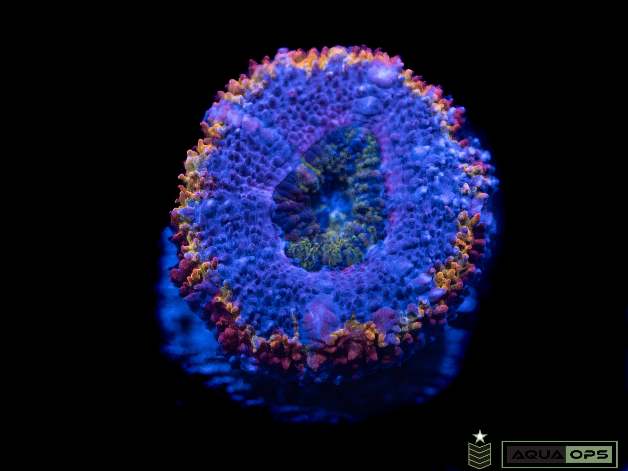 Rainbow Acan (WYSIWYG)