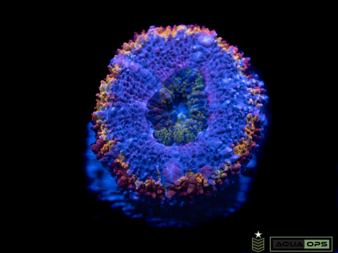 Rainbow Acan (WYSIWYG)