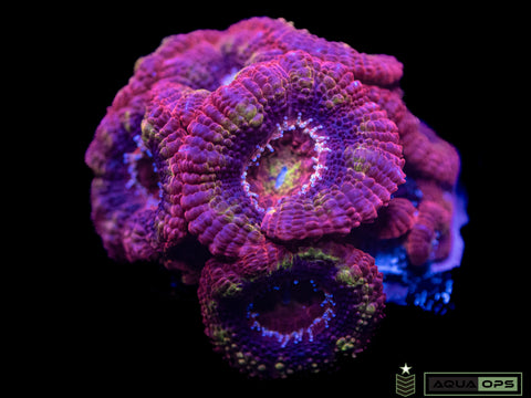 Crazy Nice Acan