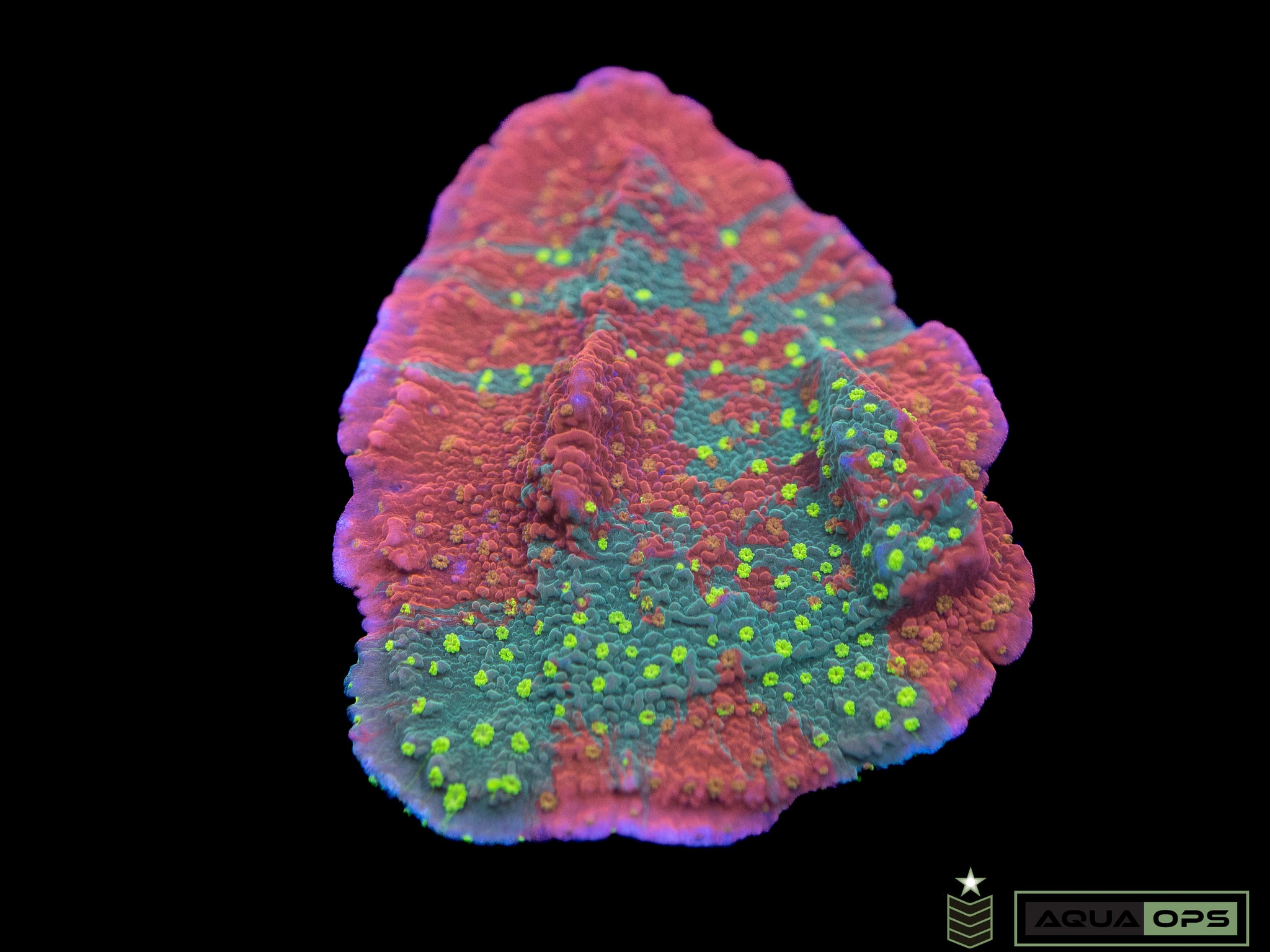 WWC Starfire Montipora