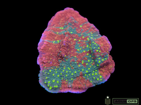 WWC Starfire Montipora