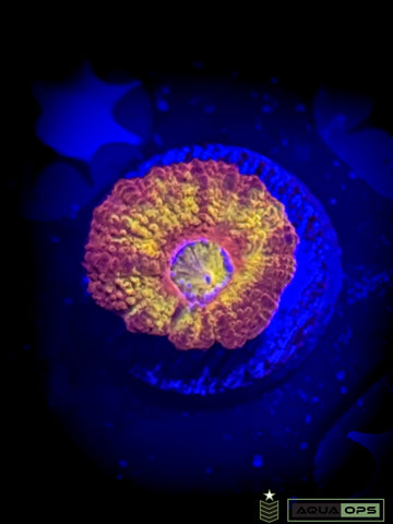 Iron Man Acan (WYSIWYG)