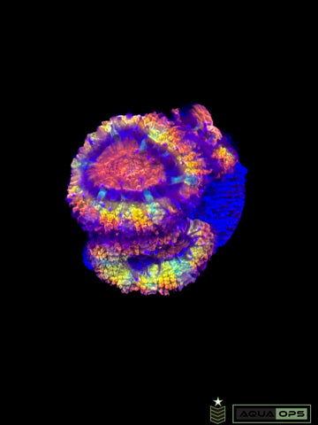 Rainbow Acan (WYSIWYG)