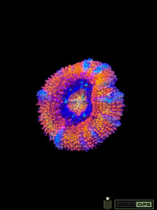 Rainbow Acan (WYSIWYG) (Copy)