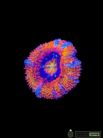 Rainbow Acan (WYSIWYG) (Copy)