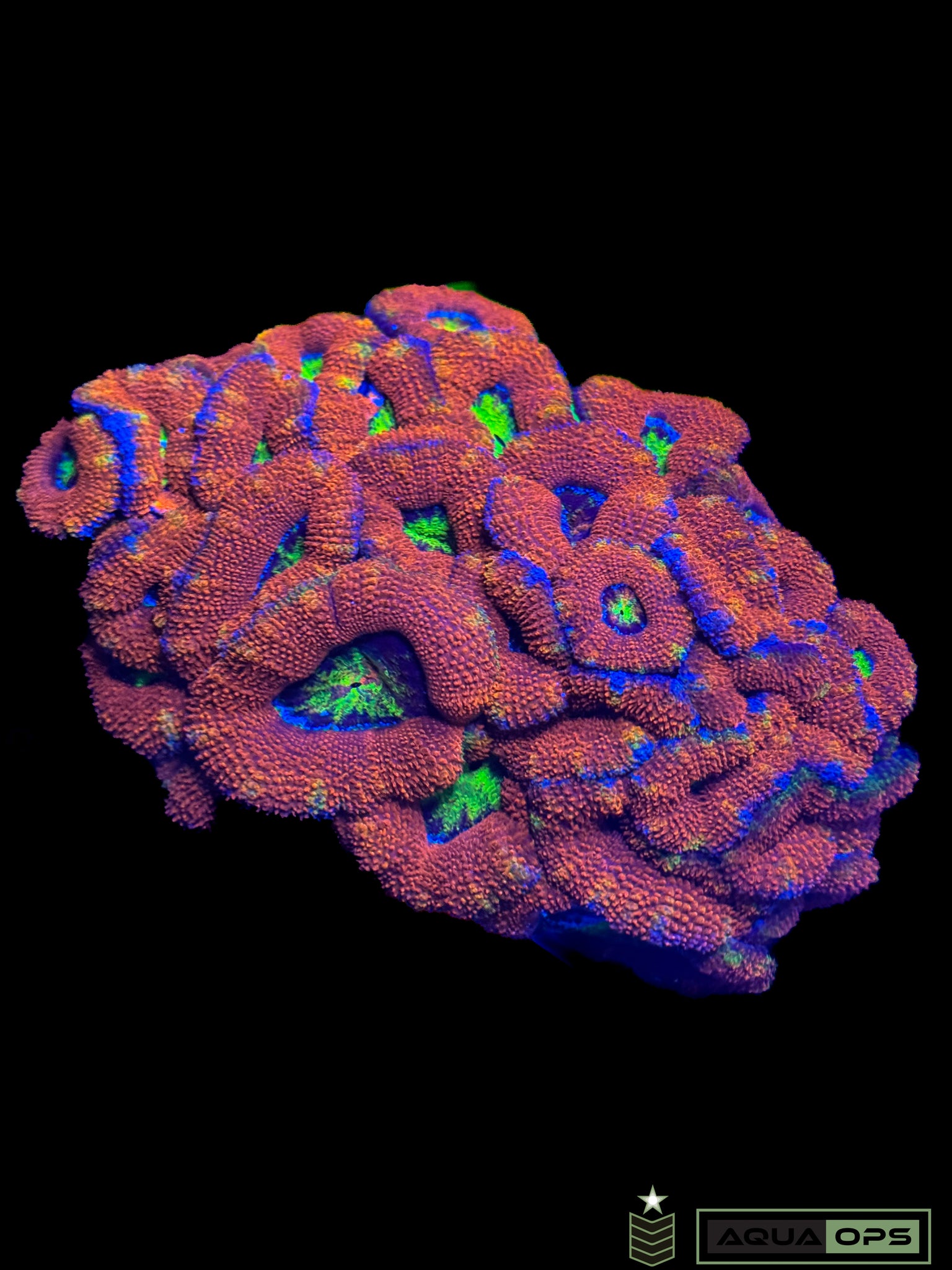 Rainbow Acan