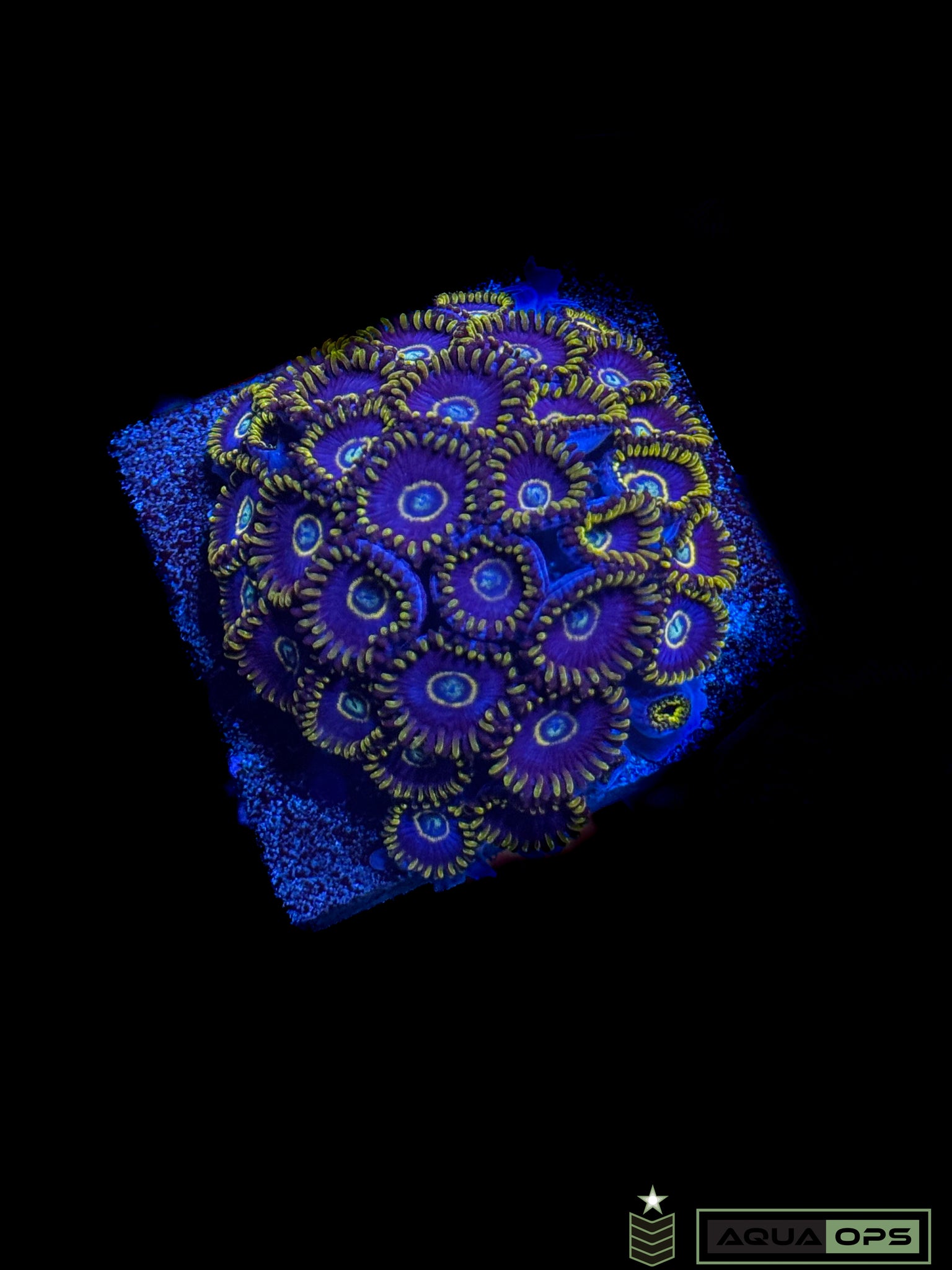 Blue Hornets Zoa