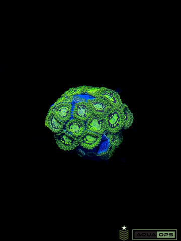 Emerald Maul Zoa