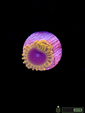 SBB Thermosphere Zoanthid