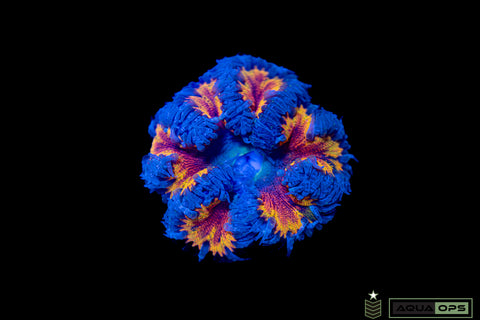 Rainbow Rock Flower Anemone