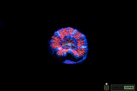 Rainbow Acan (WYSIWYG)