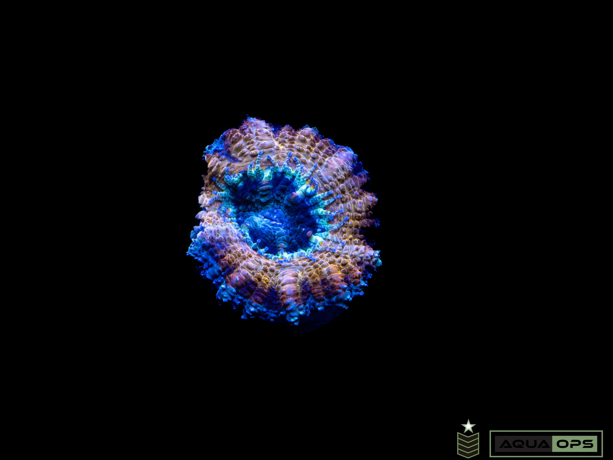 Yellow Acan (WYSIWYG)