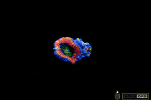 Rainbow Acan (WYSIWYG)