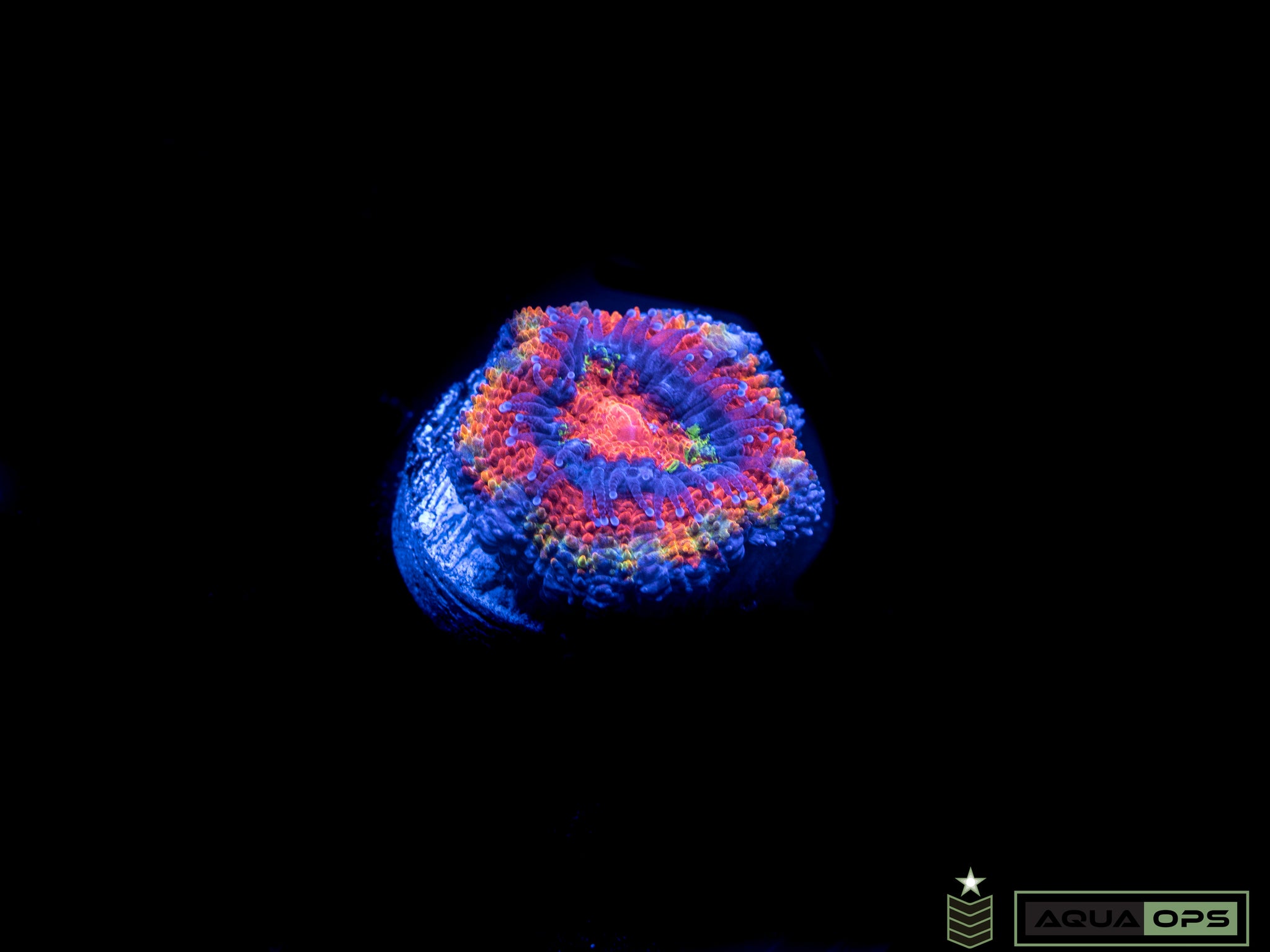 Rainbow Acan (WYSIWYG)