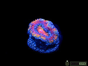 Rainbow Acan (WYSIWYG)