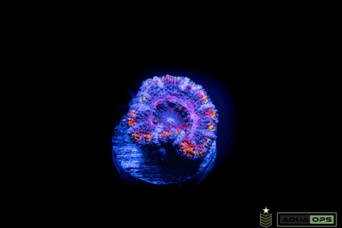 Rainbow Acan (WYSIWYG)