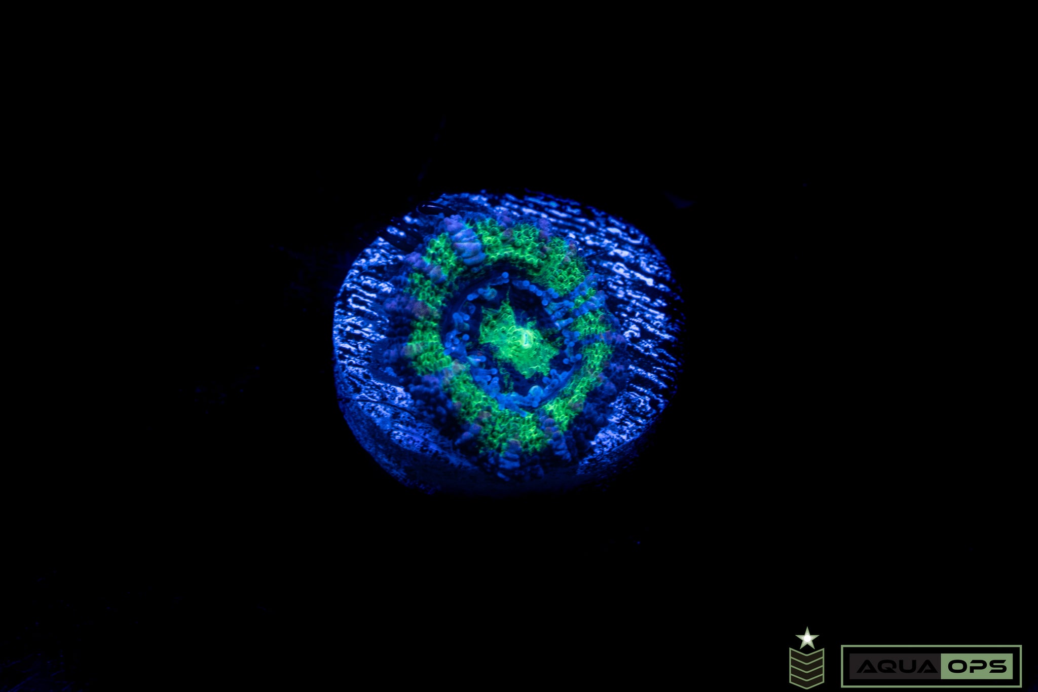 Ultra Acan (WYSIWYG)