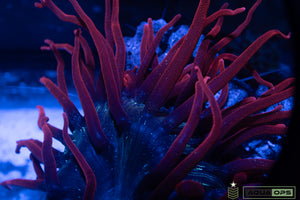 Black Widow Anenome