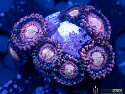 Golden Basket Taste the Rainbow Zoanthid