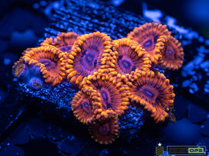 Burning Ember Zoa